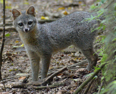© jorgedangel - algunos derechos reservados (CC BY-NC)