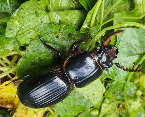 © Hellen Dahinten Bailey - algunos derechos reservados (CC BY-NC)