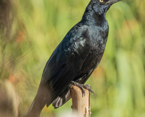 © Don Marsille - algunos derechos reservados (CC-BY-NC)